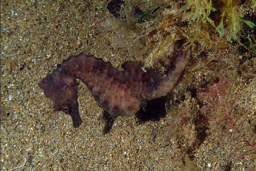 Hippocampus hippocampus (Ippocampo camuso)